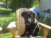 TJ-NEEDS FOSTER