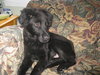 TJ-NEEDS FOSTER
