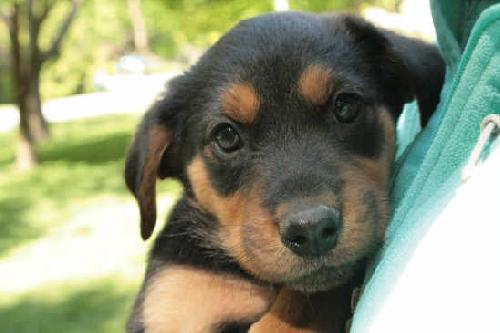 Rhubarb Pie - Adopted