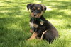 Rhubarb Pie - Adopted