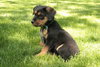 Rhubarb Pie - Adopted