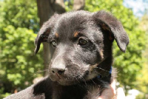 Blueberry Pie -Adopted
