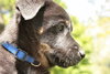 Blueberry Pie -Adopted