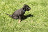 Blueberry Pie -Adopted
