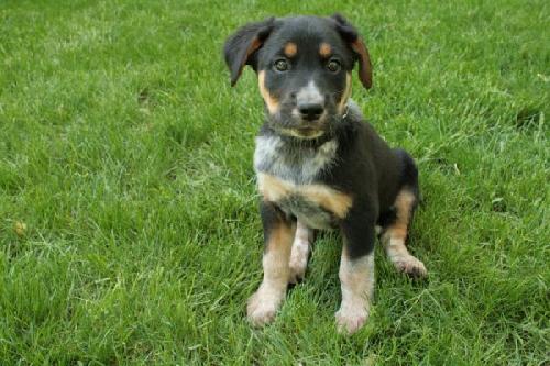Sweet Potato Pie-ADOPTED