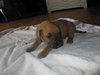 McGraw - ADOPTED