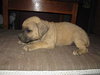 McGraw - ADOPTED