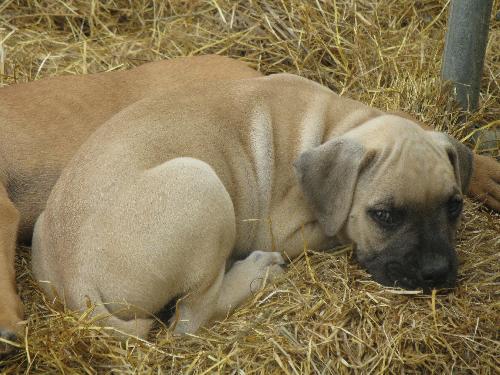 McGraw - ADOPTED