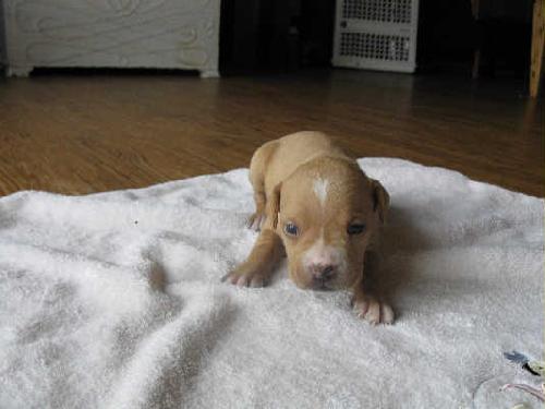 Miranda-ADOPTED