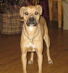 Shania - ADOPTED 03.17.12