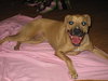 Shania - ADOPTED 03.17.12