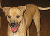 Shania - ADOPTED 03.17.12