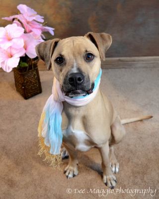 Shania - ADOPTED 03.17.12