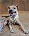 Shania - ADOPTED 03.17.12