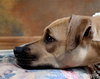 Shania - ADOPTED 03.17.12