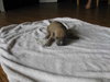 Shania - ADOPTED 03.17.12