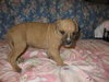 Shania - ADOPTED 03.17.12