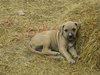 Shania - ADOPTED 03.17.12