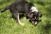 Pumpkin Pie - ADOPTED 05.17.10