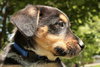 Pumpkin Pie - ADOPTED 05.17.10