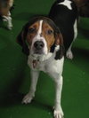 Methos - ADOPTED 02.23.11