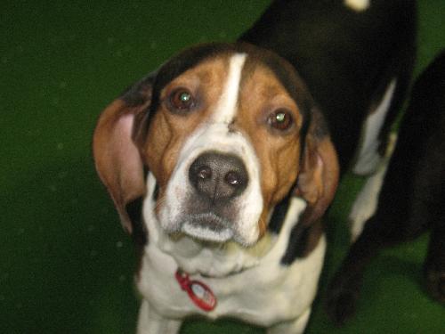 Methos - ADOPTED 02.23.11