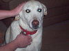 Wrigley-ADOPTED