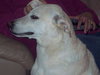 Wrigley-ADOPTED