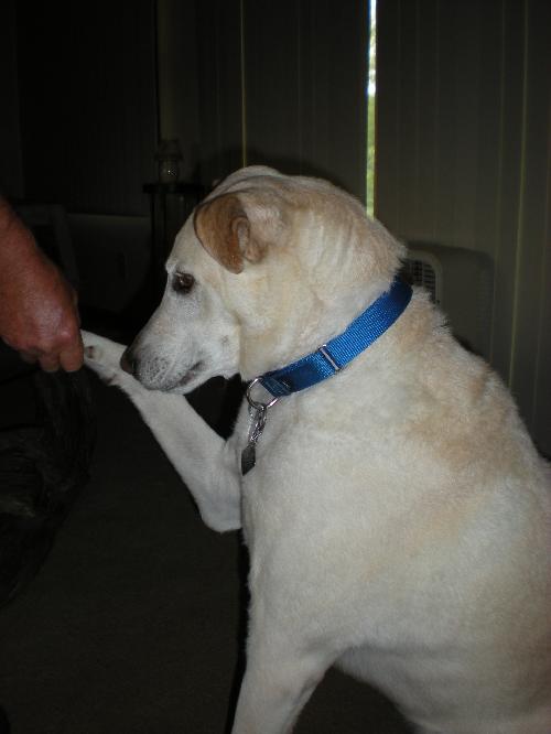 Wrigley-ADOPTED