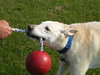 Wrigley-ADOPTED