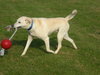 Wrigley-ADOPTED