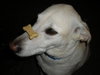 Wrigley-ADOPTED