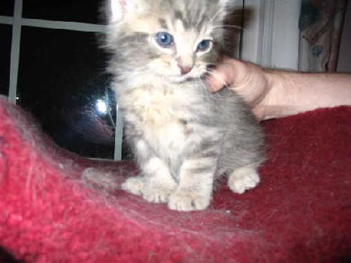 Andy-Adopted