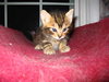 Amber-ADOPTED-5.25.10