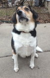 Snoopy-ADOPTED 06.07.10