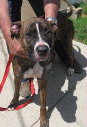 Mariah - ADOPTED