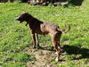 Mariah - ADOPTED