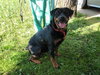 Ms. Sasha-ADOPTED-10.23.10