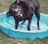 Hobo-$100-ADOPTED