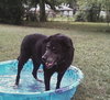 Hobo-$100-ADOPTED