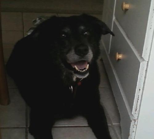 Hobo-$100-ADOPTED