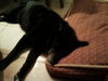 Hobo-$100-ADOPTED