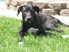 Piper-Adopted!