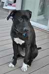 Piper-Adopted!