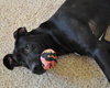 Piper-Adopted!