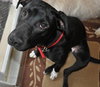 Piper-Adopted!