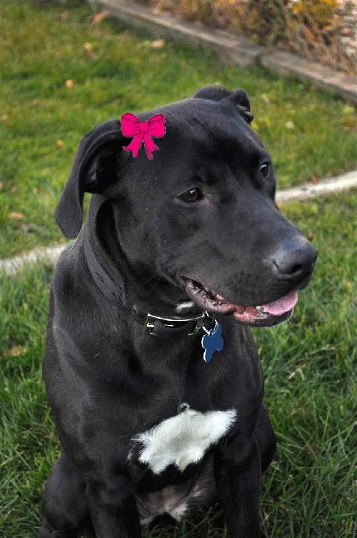 Piper-Adopted!