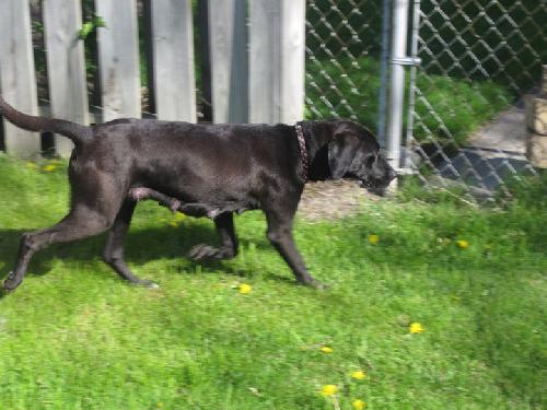 Nikki-Adopted