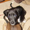 M litter-Opal - ADOPTED 06.19.10