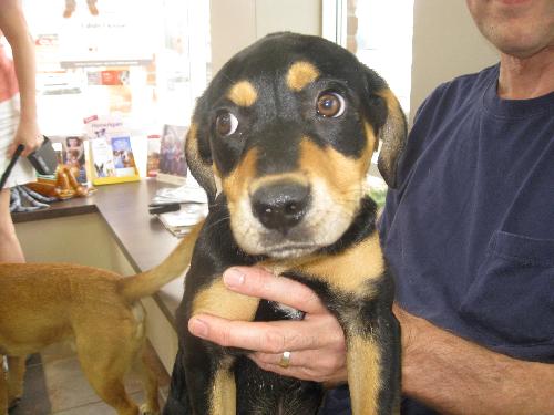 Andy - ADOPTED 06.16.10